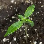 Auto Super Lemon Haze / TV Ünitesi