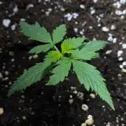 Auto Super Lemon Haze / TV Ünitesi