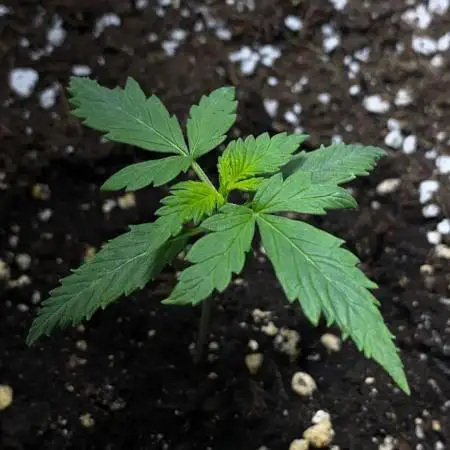 Auto Super Lemon Haze / TV Ünitesi