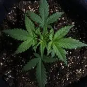 Auto Super Lemon Haze / TV Ünitesi