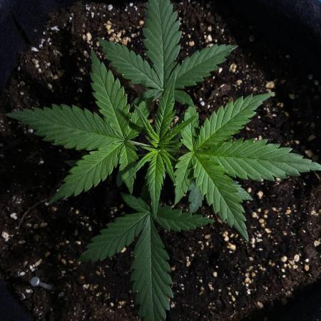 Auto Super Lemon Haze / TV Ünitesi