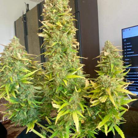 Sour diesel auto