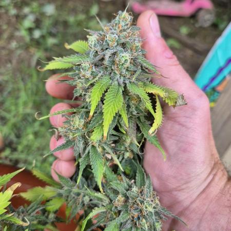 Alien gorilla original sensible