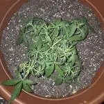 Ak48 weed seeds express