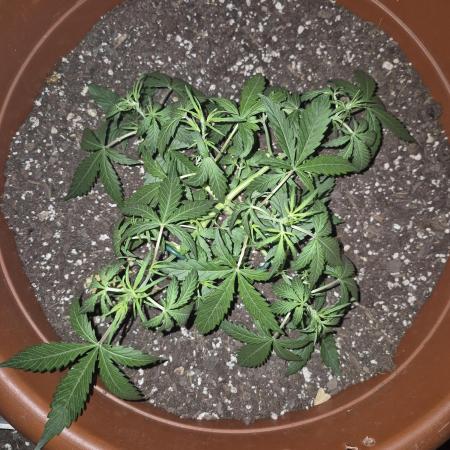 Ak48 weed seeds express