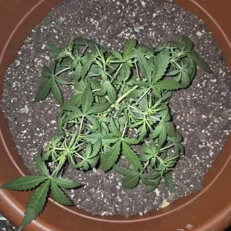Ak48 weed seeds express