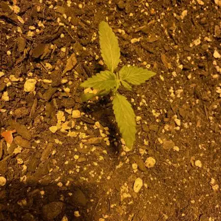 Ak auto xxl