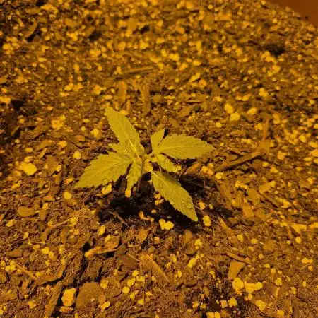 Ak48 weed seeds express
