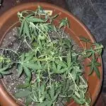 Ak48 weed seeds express