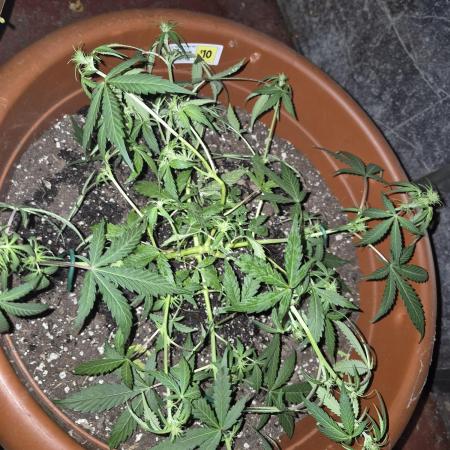 Ak48 weed seeds express