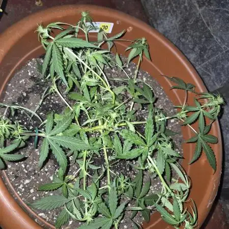 Ak48 weed seeds express