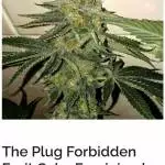 First fruitcake and forbidden 
