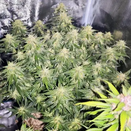 SG and SS Autos 6 Plants