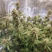 Fastbuds G2S1 Frostbanger