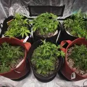 GC,SG and SS Autos 9Plants