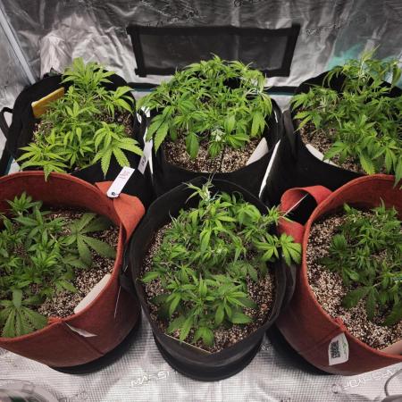 GC,SG and SS Autos 9Plants