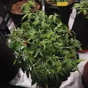 Fastbuds G2S1 Frostbanger