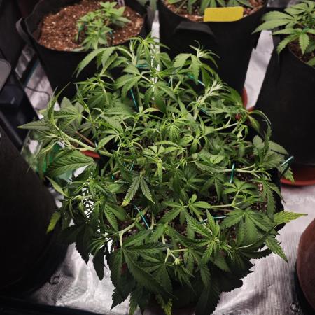 Fastbuds G2S1 Frostbanger