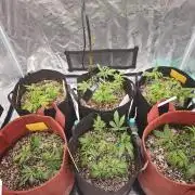 GC,SG and SS Autos 9Plants