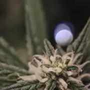 Fastbuds G2S3 Apple strudel