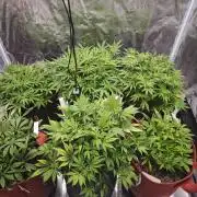 GC,SG and SS Autos 9Plants