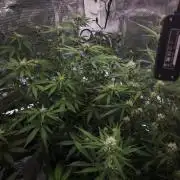 Fastbuds G2S1 Frostbanger