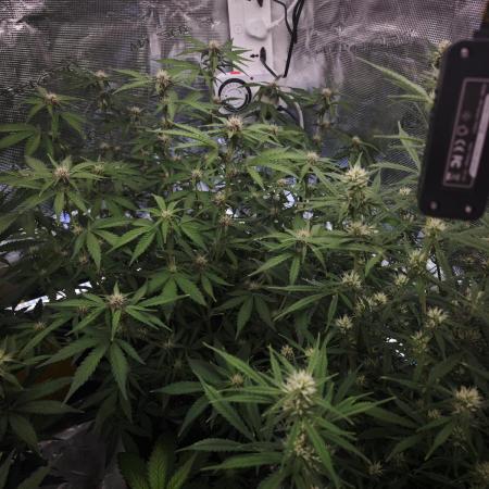 Fastbuds G2S1 Frostbanger