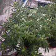 Fastbuds G2S1 Frostbanger