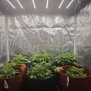 GC,SG and SS Autos 9Plants
