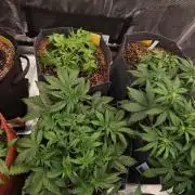 Four of a Kind