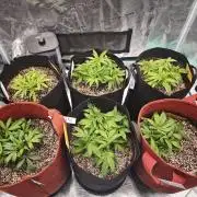 GC,SG and SS Autos 9Plants