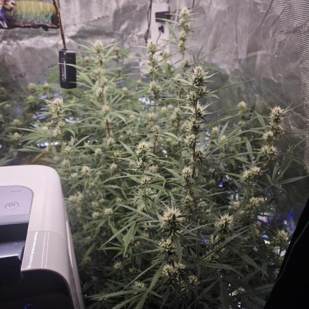 Fastbuds G2S3 Apple strudel