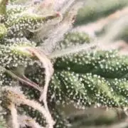 GC,SG and SS Autos 9Plants