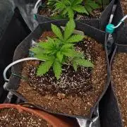 Four of a Kind