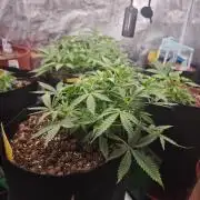 Fastbuds G2S3 Apple strudel
