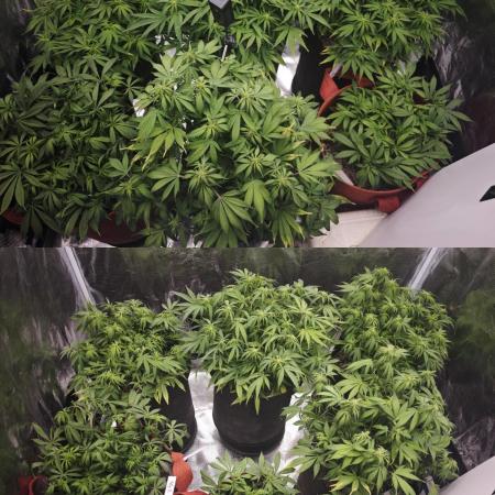 GC,SG and SS Autos 9Plants