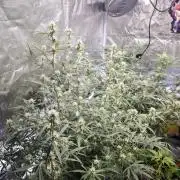 Fastbuds G2S3 Apple strudel