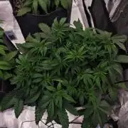 Four of a Kind