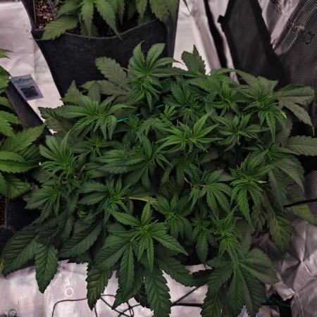 Four of a Kind