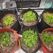GC,SG and SS Autos 9Plants