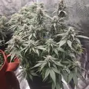 SG and SS Autos 6 Plants