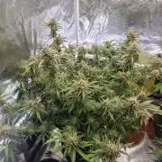 Fastbuds G2S1 Frostbanger