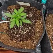 Four of a Kind