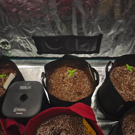 GC,SG and SS Autos 9Plants