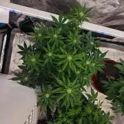 Three Beautiful Babes