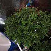 Fastbuds G2S1 Frostbanger