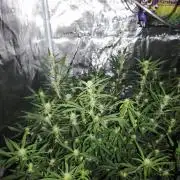 Fastbuds G2S1 Frostbanger