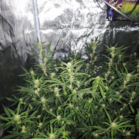 Fastbuds G2S1 Frostbanger