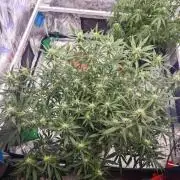 Fastbuds G2S1 Frostbanger