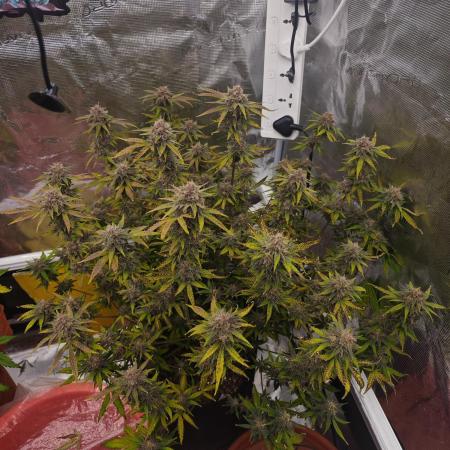 Fastbuds G2S1 Frostbanger